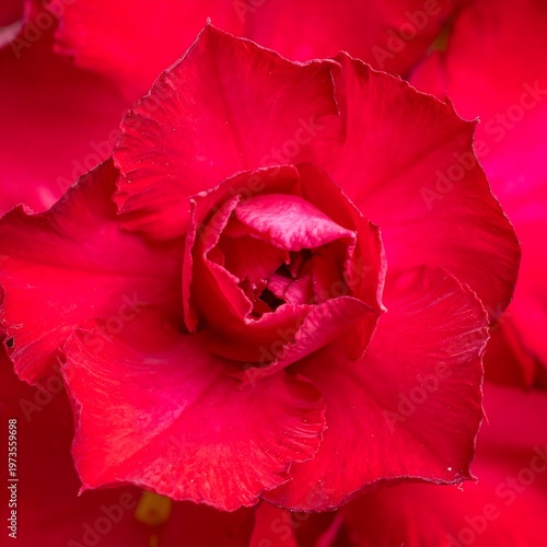 Close-up photograph showcases a vibrant, fully bloomed red flower, its petals layered in intricate patterns