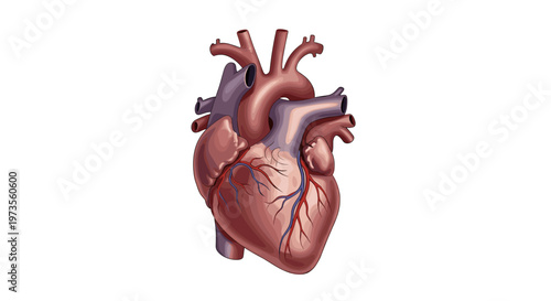 Detailed anatomical illustration of a human heart, showcasing its intricate chambers, arteries, and veins against a pristine white background.