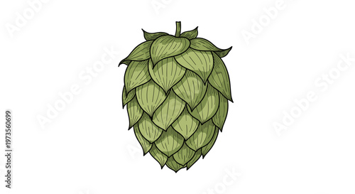 A beautifully detailed, hand-drawn illustration of a single green hop cone, perfect for brewing, craft beer, or botanical designs on a clean white background.