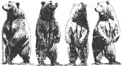 Four detailed black and white standing bear illustrations wild animal ink sketches of grizzly bears in different poses