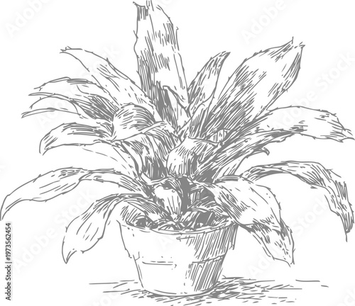 potted tropical plant with broad leaves sketch, indoor houseplant drawing in vintage botanical