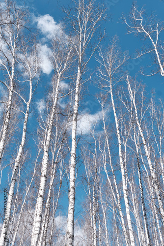 Tall Birch Trees Against Bright Blue Sky in Early Spring