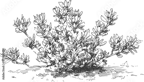 Desert shrub illustration with detailed botanical line art and natural textures on white background