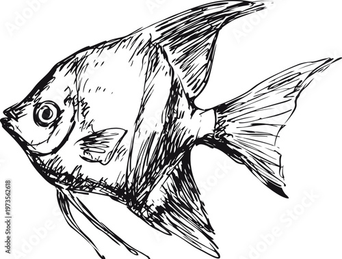 Hand drawn angelfish sketch with detailed fins and textured scales, aquatic marine life illustration