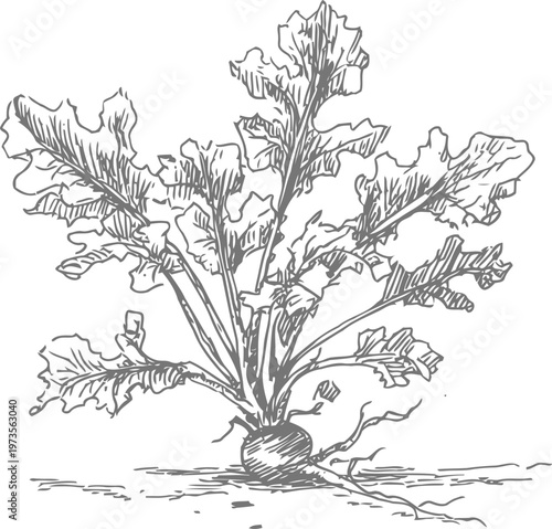 Hand drawn radish plant with leafy greens and root, garden vegetable botanical sketch
