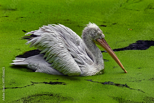 Slika na platnu Dalmatian pelican swimming in the pond