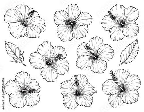 Line art of hibiscus flowers and leaves