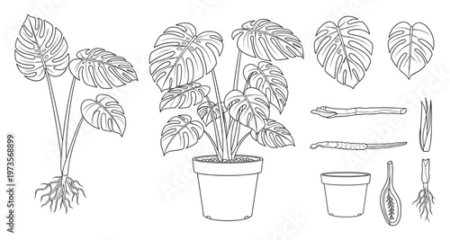 Monstera deliciosa plant illustration set, tropical leaf detailed vector drawings.