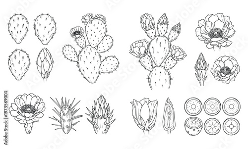 Collection of prickly pear cactus elements and flowers vector art.