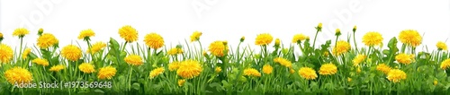 Vibrant field of yellow flowers blooming under a bright sky, a beautiful natural landscape.