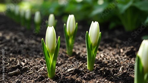 Sequential row of green flower bulbs sprouting from rich dark garden soil during spring time, close-up low angle view of young plants emerging in a linear arrangement.