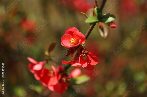 Flowering quince plant (Chaenomeles x superba)