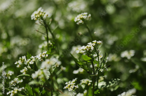 White ball mustard plant (Calepina irregularis)