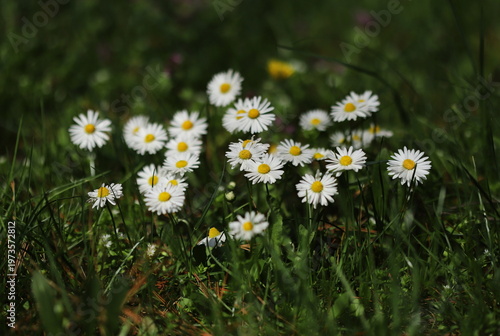 White daisies in the grass