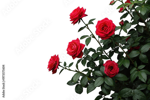 Red rose bush blooming with vibrant flowers and green leaves on an isolated transparent background, symbolizing love and beauty