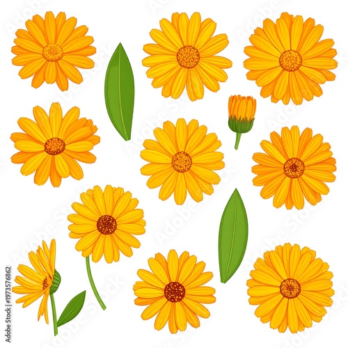 A vibrant collection of illustrated calendula flowers and foliage. Featuring open blooms, a bud, and fresh green leaves. Isolated on white