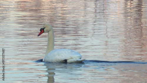 A close-up of a mute swan (Cygnus olor) swimming on a pond. Slow motion.