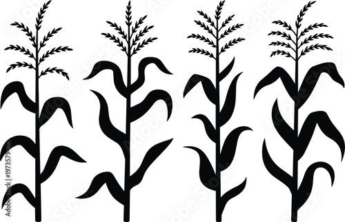 Set of corn plant silhouettes with leaves and tassels representing agriculture farming crops and maize growth stages minimalist design