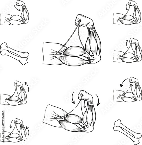 Arm Muscle Anatomy and Biomechanics Vector Set, Flexion and Extension Diagrams with Bones and Arrows