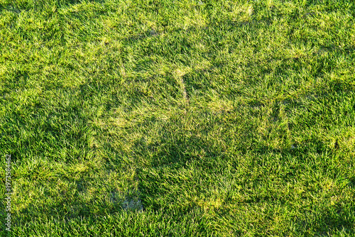 Fotografi Dense green grass lawn filling frame with vibrant texture under soft sunlight in outdoor environment