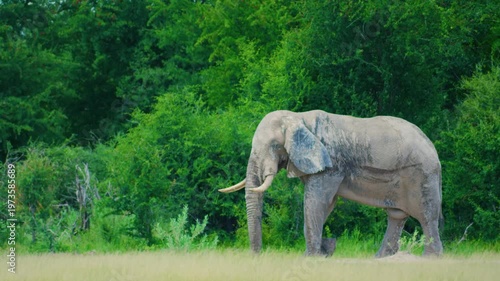 Slow motion footage of a male African Bush Elephant (Loxodonta africana) Walking towards the herd.