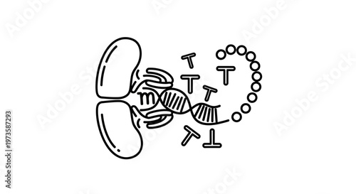 DNA replication process, helicase enzyme unwinding double helix, and DNA polymerase synthesizing new strand