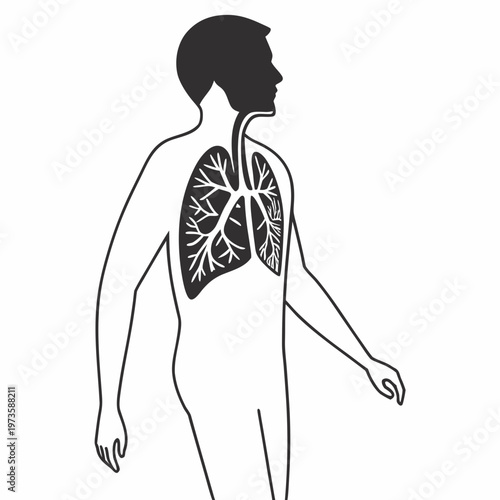 Human respiratory system vector illustration, anatomical lungs diagram in male body silhouette, medical breathing organ icon for healthcare education