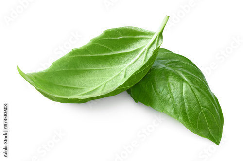 Basil leaves isolated on white background. Macro. clipping path