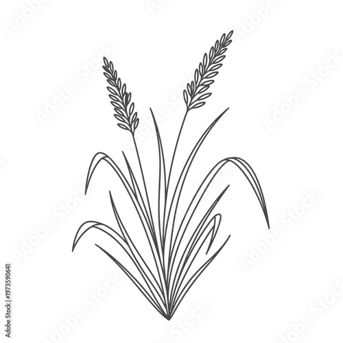a minimalist line art illustration of a wheat plant or cereal grass perfect for agricultural branding and farm-related design concepts