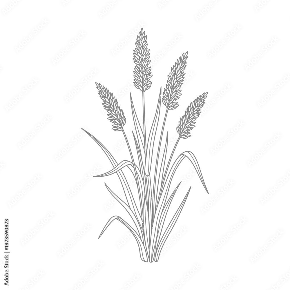 Fototapeta premium grass illustration plant vector botanical line art of clustered reeds growing perfect for natural growth concepts and design projects