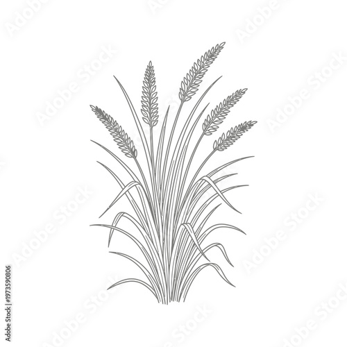 grain and wheat cereal crop plant illustration representing organic agriculture and natural food products on a clean white background