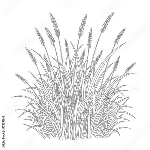 tall grass and wheat plants detailed line art illustration perfect for natural organic or agricultural design concepts
