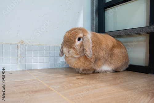 Adorable pair of rabbits sitting close together on indoor floor, soft fur texture and calm mood, pet animal friendship concept.