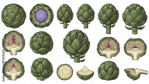 Collection of fresh green artichokes in various stages including whole heads and cross sections showing the inner purple heart and structure.