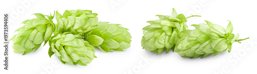 Hop cones isolated on white background. Beer brewery concept. clipping path