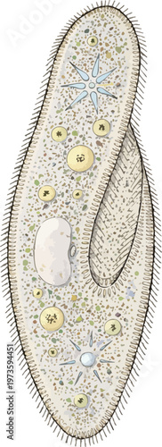 Photos Paramecium caudatum illustration