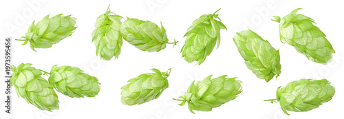 Hop cones isolated on white background. Beer brewing ingredients. Beer brewery concept. clipping path