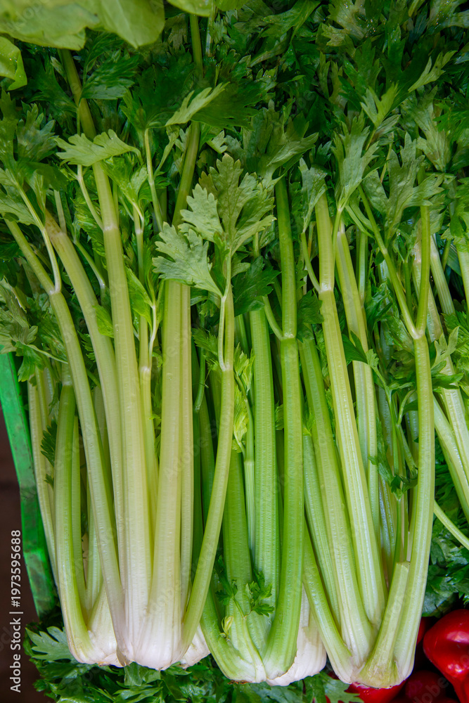 Fototapeta premium Bunches of fresh green celery stalks at the farmer's market