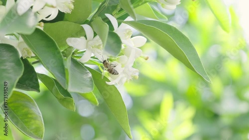Honey bee collecting nectar from delicate white blossoms on a green leafy branch, showcasing the pollination process in a spring garden with a dreamy bokeh background