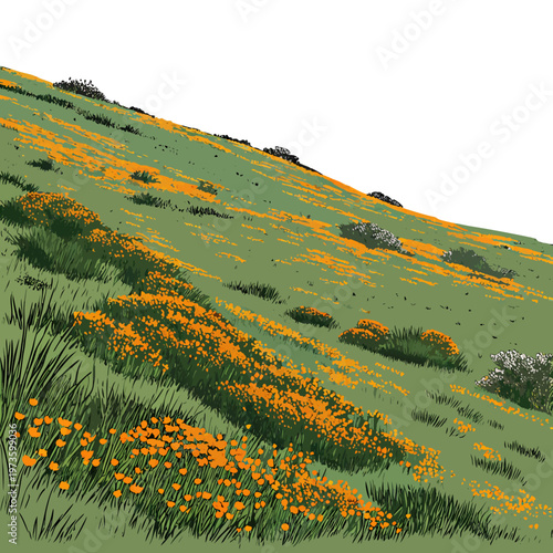 A vibrant hillside illustration depicts a lush green slope dotted with clusters of bright orange california poppies in bloom