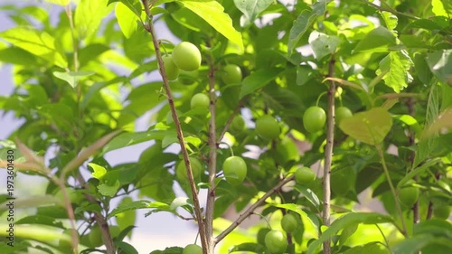 Unripe green plum fruits growing on a tree branch in a sunny orchard, showcasing agricultural cultivation and the natural beauty of an organic garden in slow motion