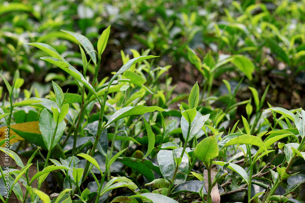 Fototapeta premium Fresh Tea Leaves in Plantation Natural Green Background