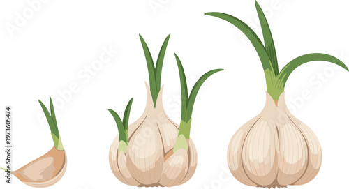 Garlic growth stages with sprouting bulbs, fresh organic vegetable development process in detailed vector illustration set