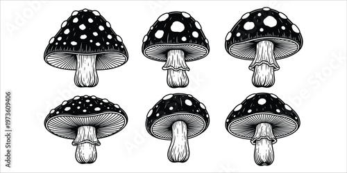 Vintage illustration of fly agaric mushrooms a botanical study in black and white