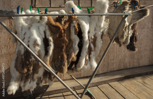 Fotografija rabbit skins are dried in the sun