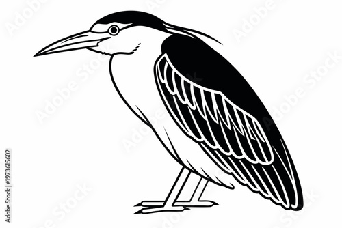 Blackcrowned Night Heron Bird Vector Illustration.