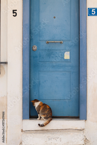 Cat sitting in front of a blue door with house number five, creating a minimal urban scene with Mediterranean charm and soft natural light.