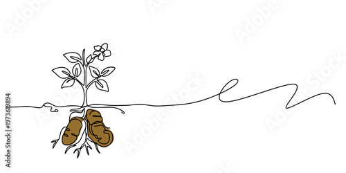 Illustration of a tuber plant: a minimalist drawing featuring straight lines depicting a small plant with leaves and a brown tuber, extended by a flowing horizontal line