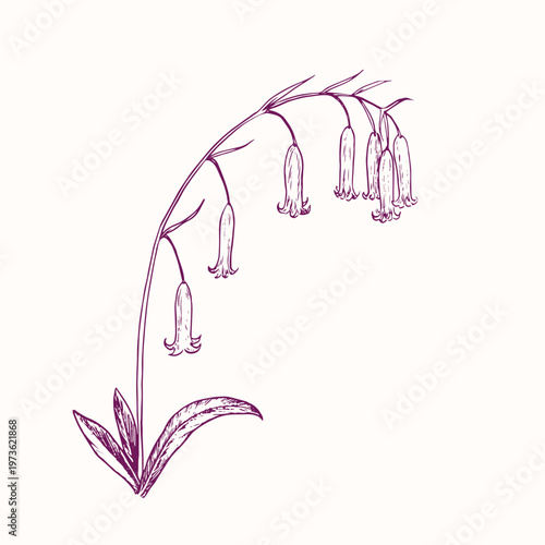 Common bluebell, English bluebell, bluebell (Hyacinthoides non-scripta) on stem with leaves, doodle black ink drawing, woodcut style