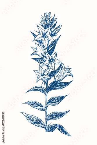 Campanula trachelium, the nettle-leaved bellflower (trachelium) on stem with leaves, doodle black ink drawing, woodcut style